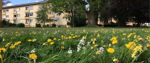 Insektenfreundliche Quartiersentwicklung im Sanierungsmanagement, Quartier Marli, Lübeck