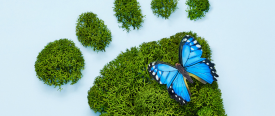 Masterplan BNE: Vernetzung außerschulischer Akteure mit Berufsschulen