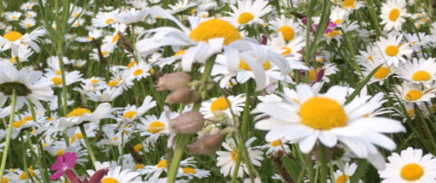 Was bietet der ZEBAU-Fachbereich Klimaanpassung?